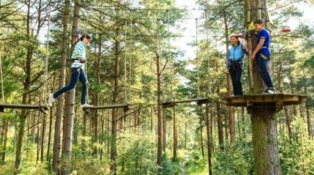 haldon forest park go ape Go Ape Sky Walkway Activity