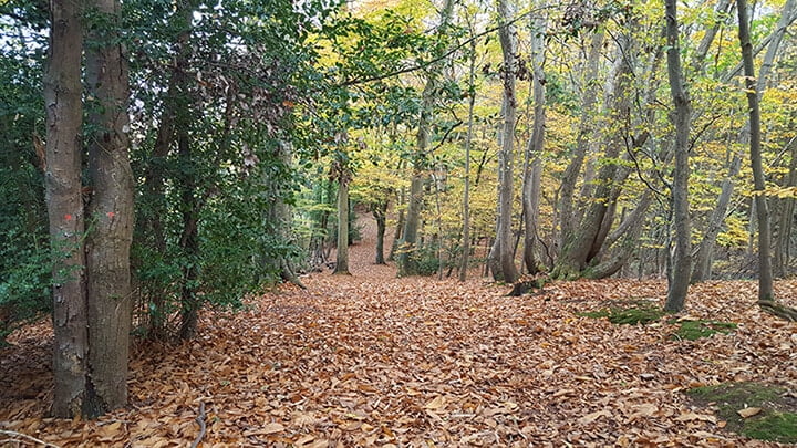 3 Blog 3 Woodland walks