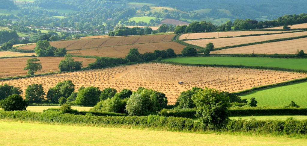 Devon Landscape Summer