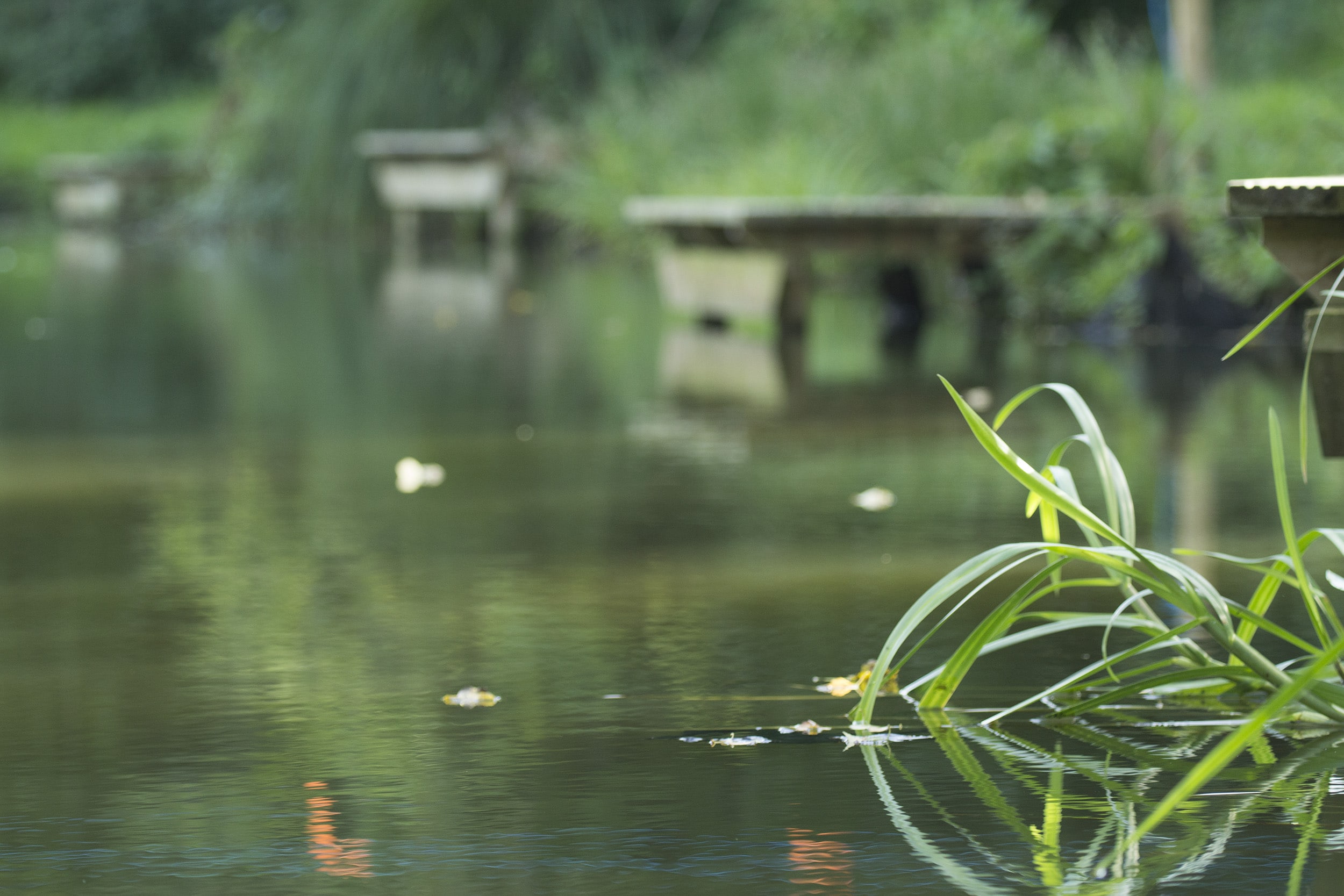 Carp Fishing Holidays uk IMG Carp Fishing Holidays uk IMG