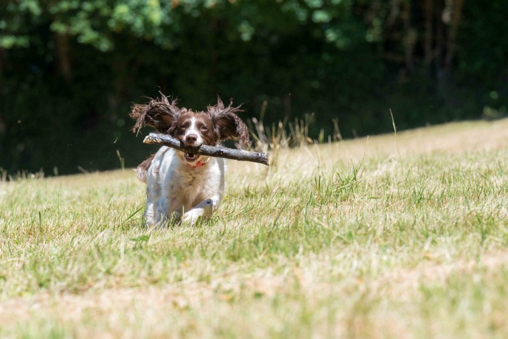 Dog with a stick in its mouth