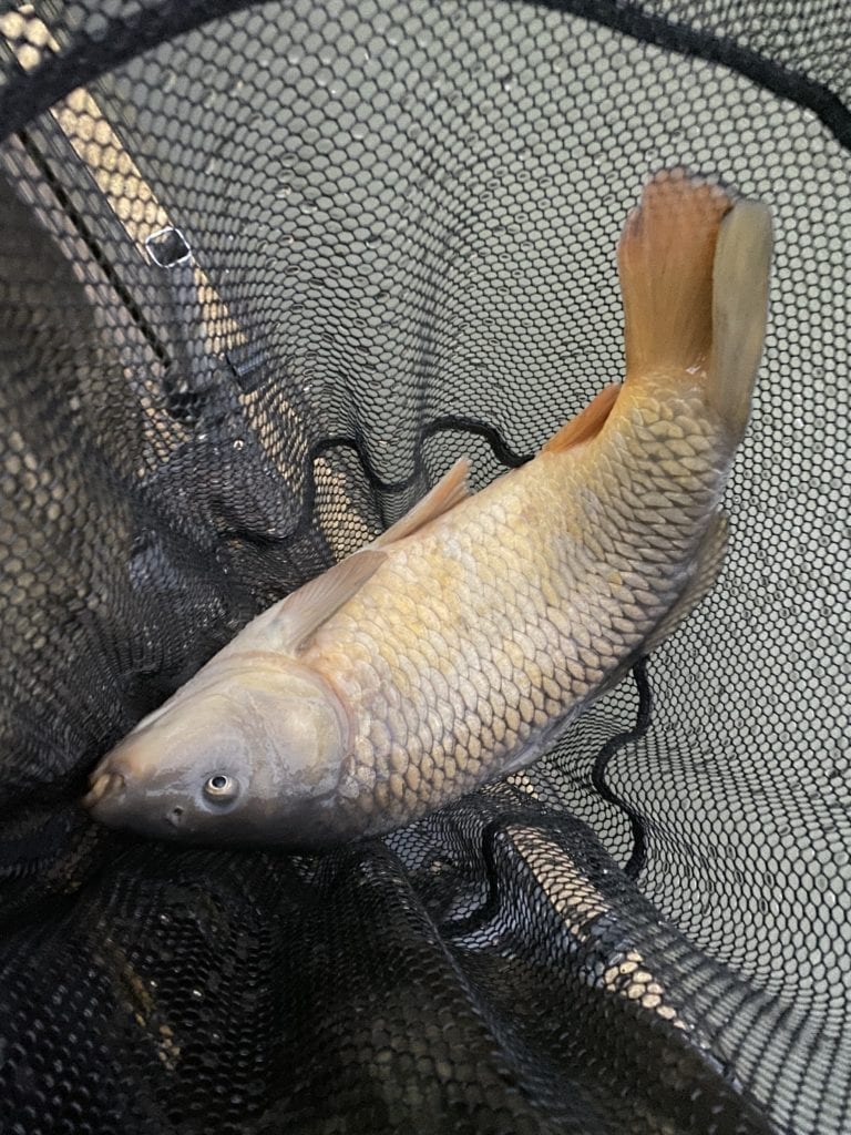 Carp