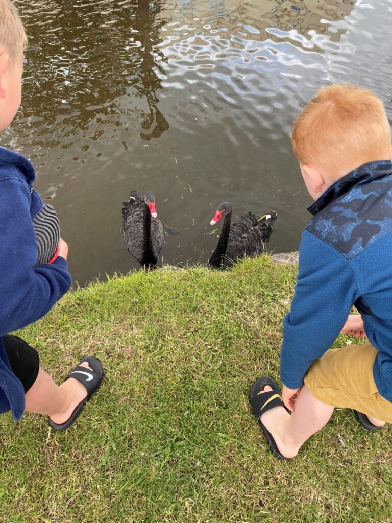 Dawlish Black Swans