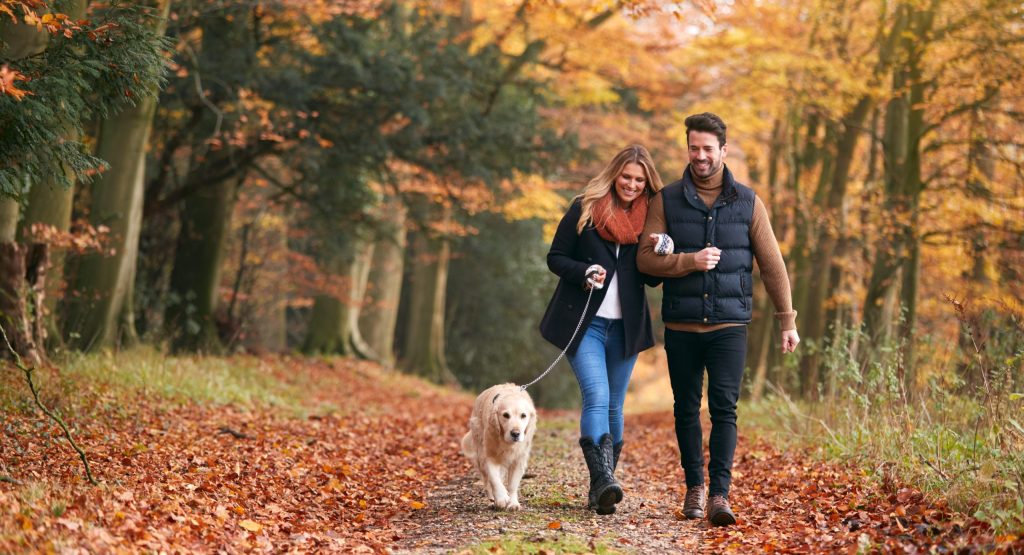 Loving Couple Walking With Pet Golden Retriever Dog Along Autumn Woodland Path Through Trees Parks & Trails