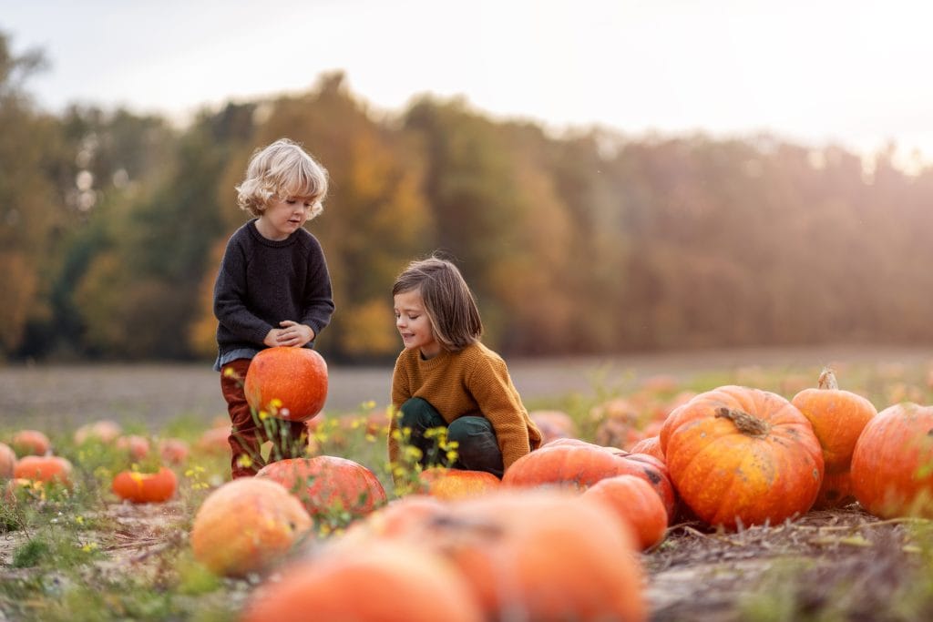Patch Perfect: Finding Your Great Pumpkin Near Dawlish