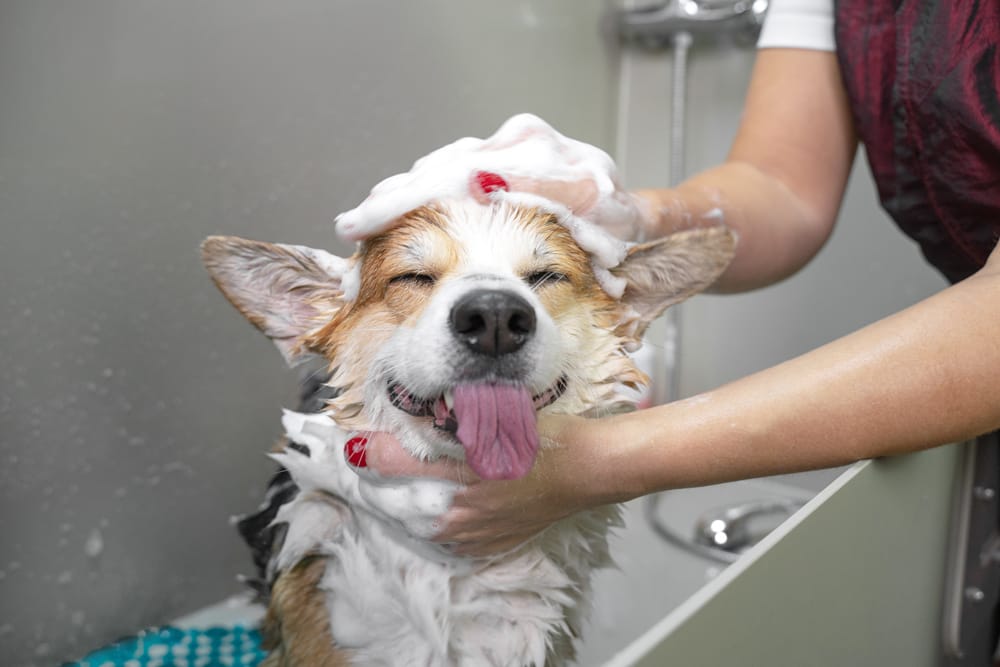 Dog-Wash Dog in a dog wash